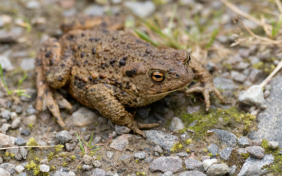 Common Toad (Bufo bufo)