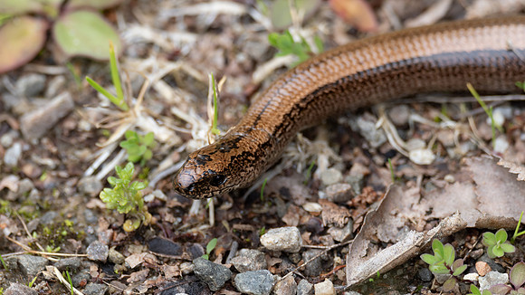Slow Worm (Anguis fragilis)