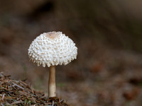 Balmacaan Fungi