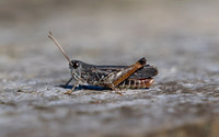 Garden grasshopper