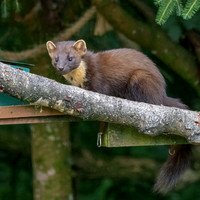 Pine Marten (Martes martes) 1