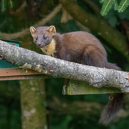 Pine Marten (Martes martes) 1