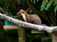 Pine Marten (Martes martes) 2