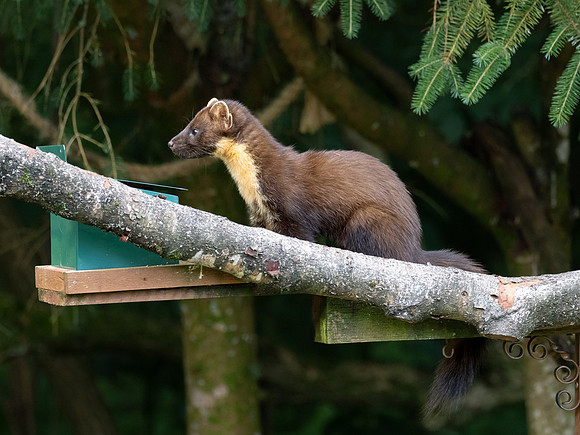 Pine Marten (Martes martes) 2