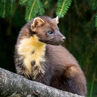 Pine Marten (Martes martes) 4