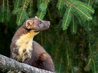 Pine Marten (Martes martes) 5