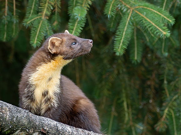 Pine Marten (Martes martes) 5