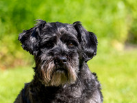 Archie
