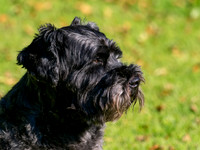 Archie