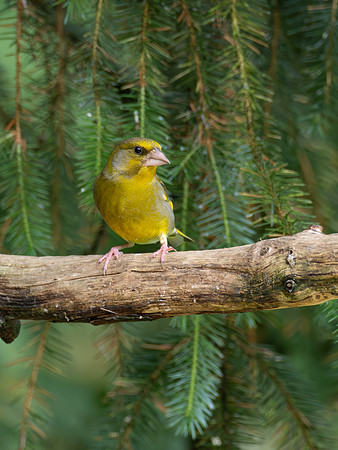 Greenfinch