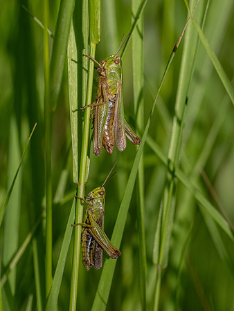 Grasshopper Green