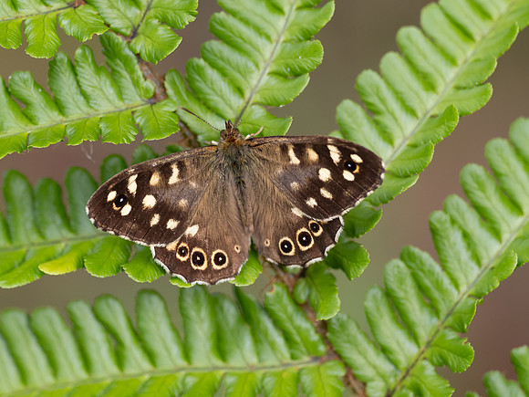 Speckled Wood Butterfly (Pararge aegeria)