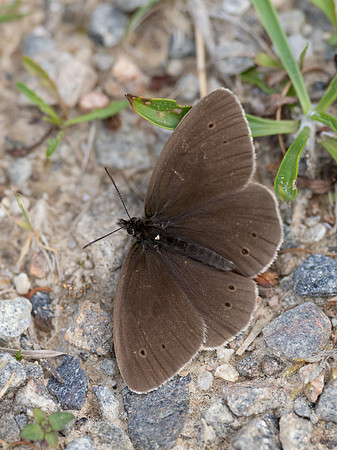 Ringlet Butterfly (Aphantopus hyperantus)