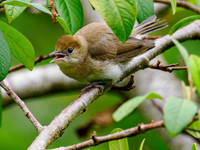Juvenile Blackcap