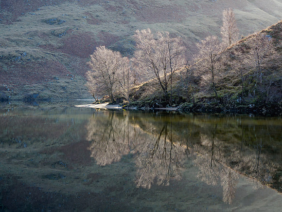 Treeflections