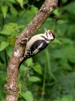 Great spotted Woodpecker