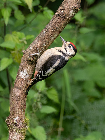 Great spotted Woodpecker