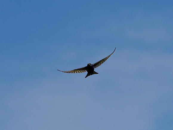 House Martin