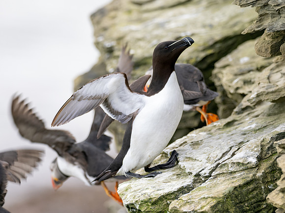 Razorbill Rumpus