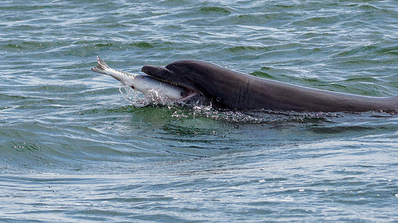 20220716-Dolphin-EM123105-Edit