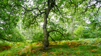 Balmacaan Woodland