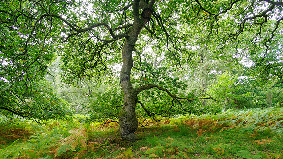 Balmacaan Woodland