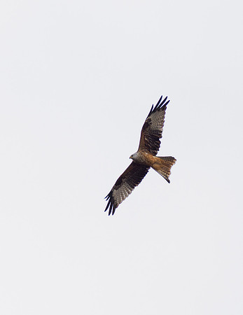 Red Kite