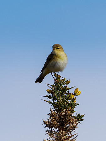 Willow Warbler (Phylloscopus trochilus)
