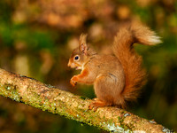 Sunny Squirrel