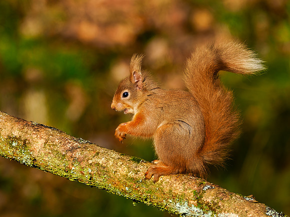 Sunny Squirrel