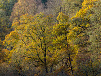 Colours Remain