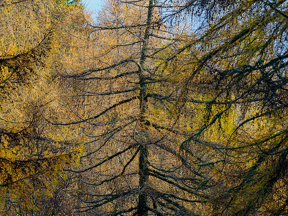 Colours Remain