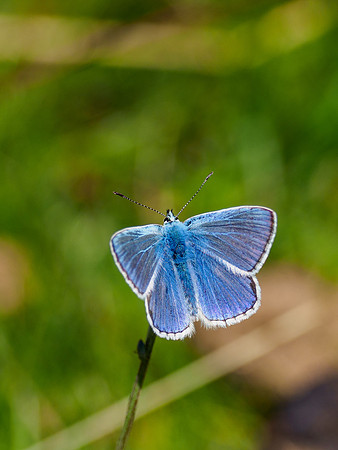 Common Blue (Polyommatus icarus)