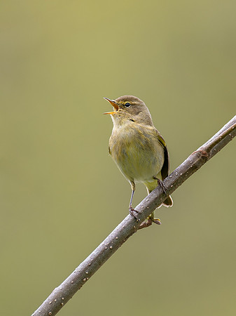 Common chiffchaf