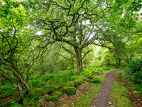 Balmacaan Woodland