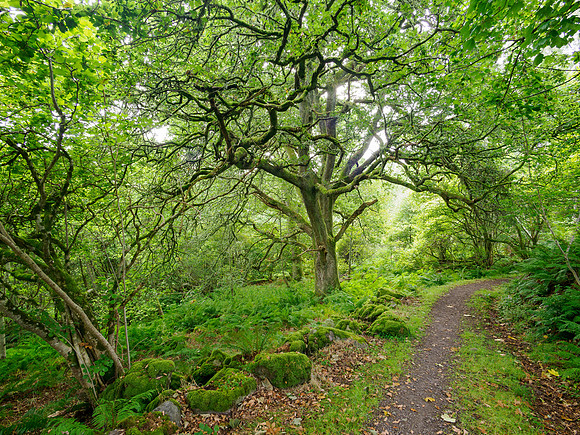 Balmacaan Woodland