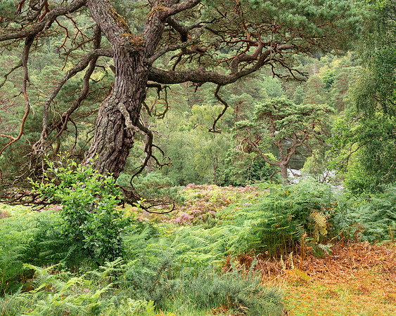 Scots Pine