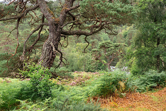 Scots Pine