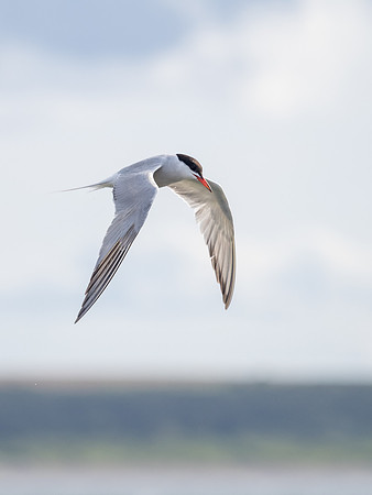Tern 1
