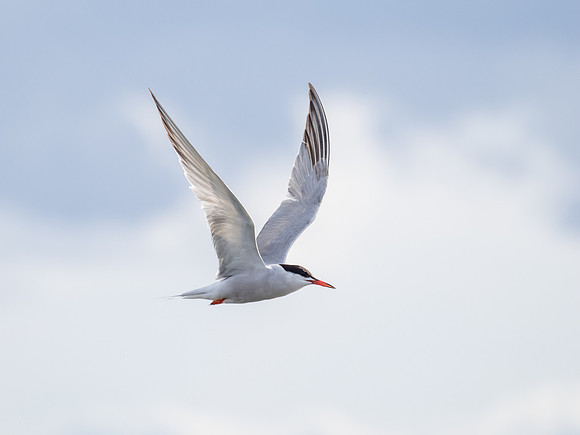 Tern 2
