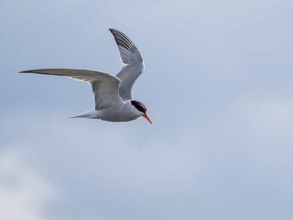 Tern 3