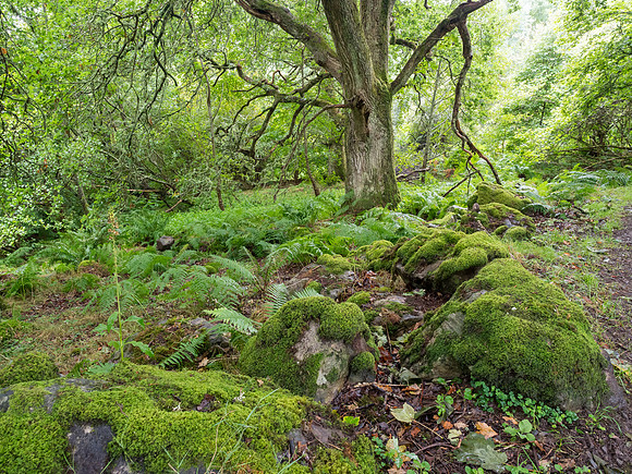 Balmacaan + Craigmonie Wood 1