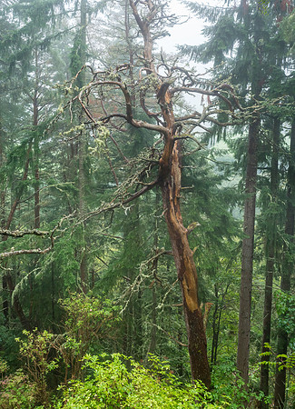 Balmacaan + Craigmonie Wood2