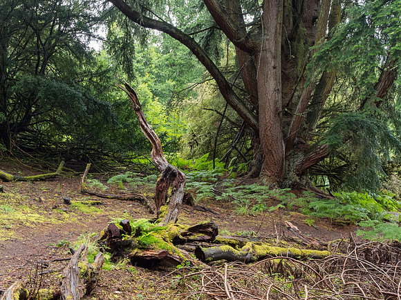 Balmacaan + Craigmonie Wood 3