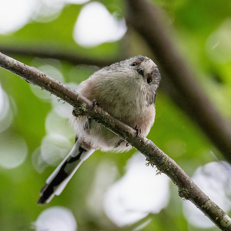 Long-tailed Tit (Aegithalos caudatus)