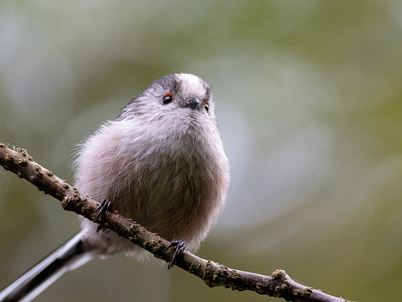 Long-tailed Tit (Aegithalos caudatus)