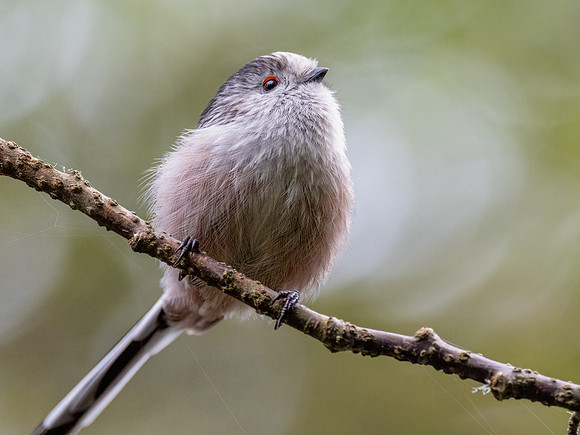 Long-tailed Tit (Aegithalos caudatus)