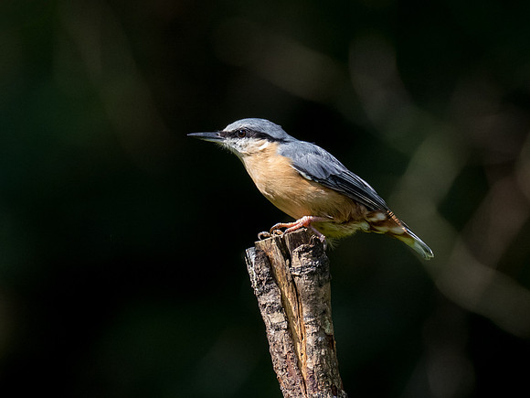 Nuthatch in the Sunlight