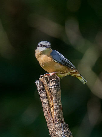 Nuthatch in the Sunlight