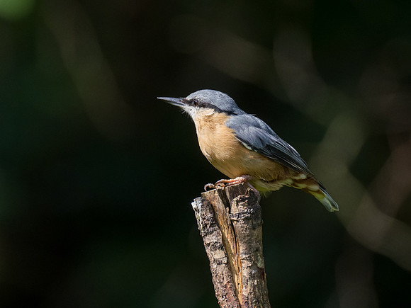 Nuthatch in the Sunlight